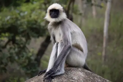 Malabar Sacred Langur
