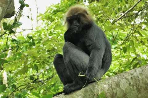 Nilgiri Langur