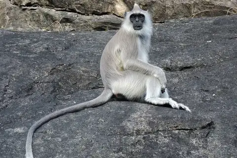 Tufted Gray Langur