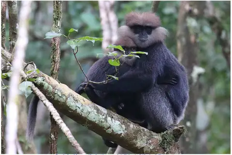 Purple-faced Langur