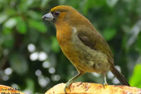 Prong-billed Barbet