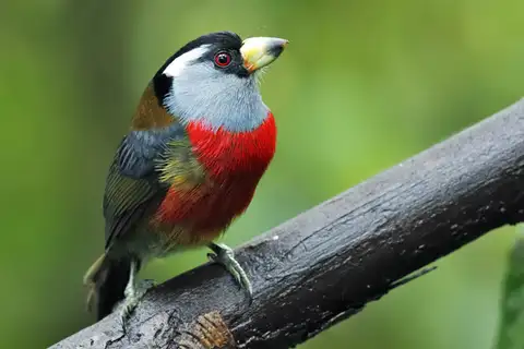 Toucan Barbet