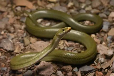 Green Rat Snake