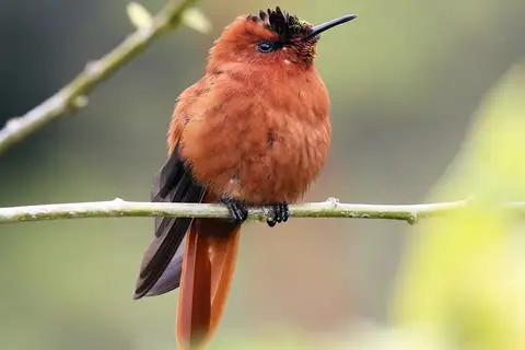 Juan Fernandez Firecrown