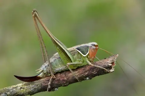Red-faced Bush-cricket