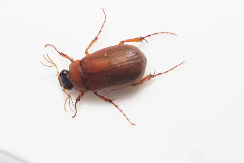 Brown Chafer