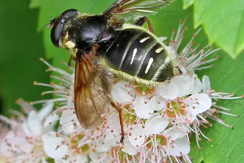 Narrow-banded Pond Fly