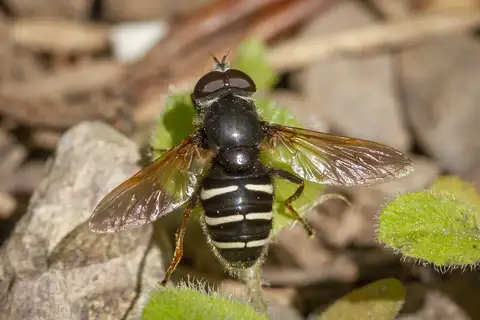Slosson's Pond Fly