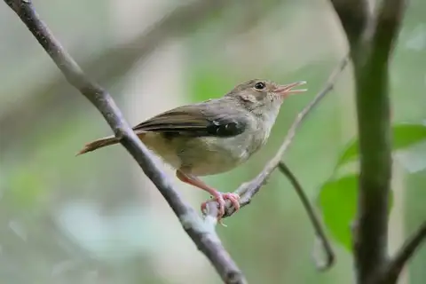 Tropical Scrubwren