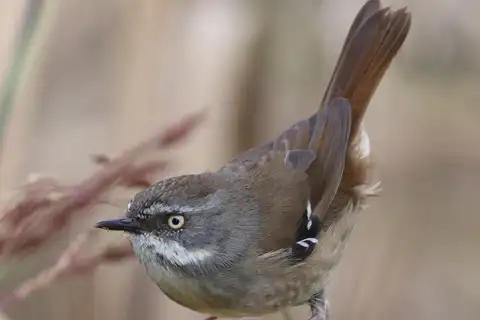 White-browed Scrubwren
