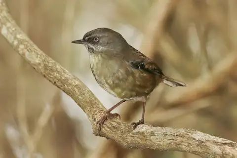 Tasmanian Scrubwren