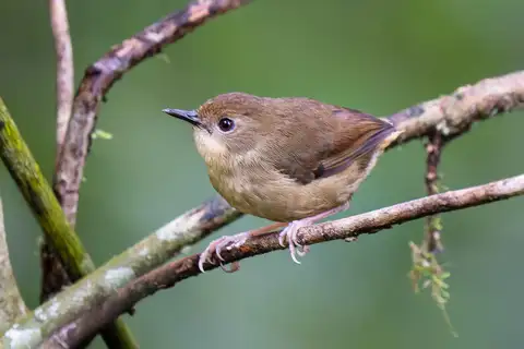 Atherton Scrubwren