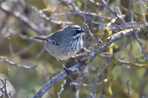 Spotted Scrubwren