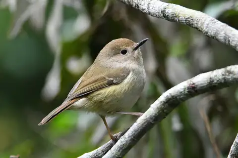 Large-billed Scrubwren