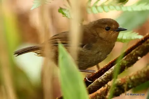 Large Scrubwren