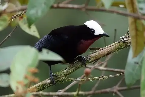 White-capped Tanager