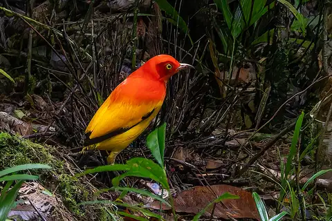 Flame Bowerbird