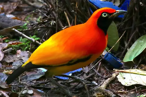 Masked Bowerbird