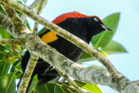 Fire-maned Bowerbird