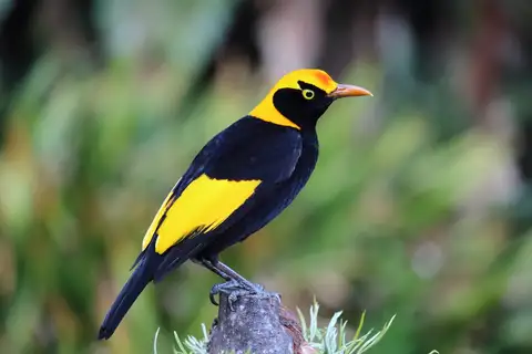 Regent Bowerbird