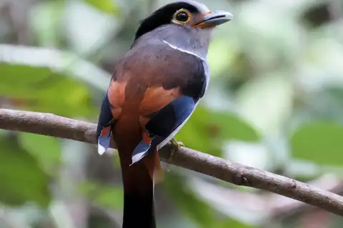 Silver-breasted Broadbill