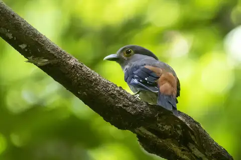 Grey-lored Broadbill