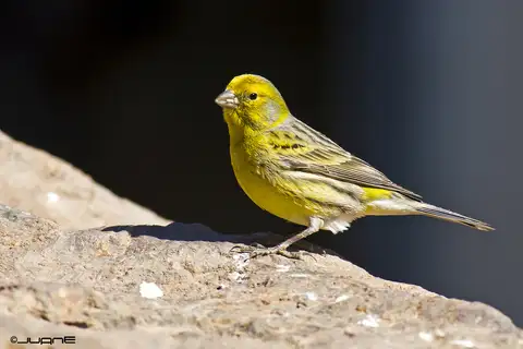 Atlantic Canary