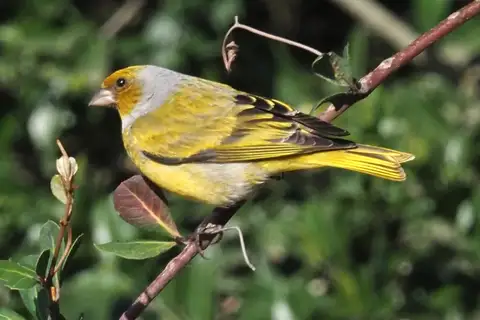 Cape Canary