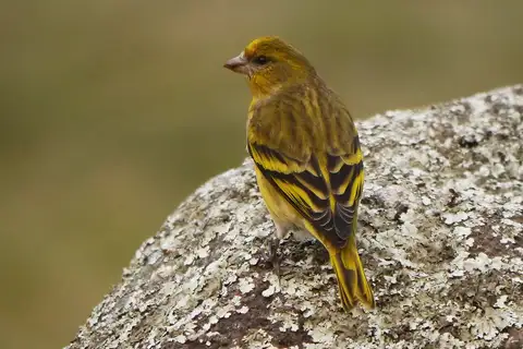Yellow-crowned Canary