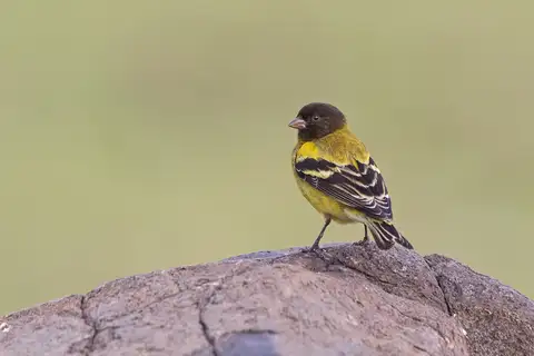 Ethiopian Siskin
