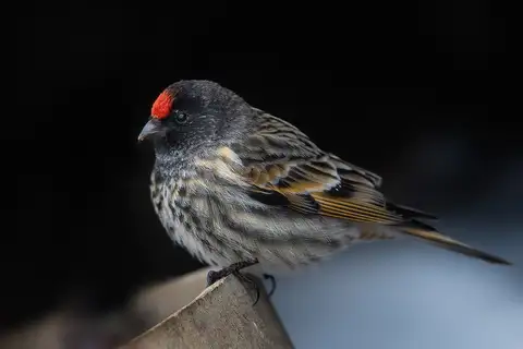 Red-fronted Serin