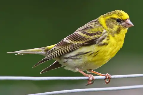 European Serin