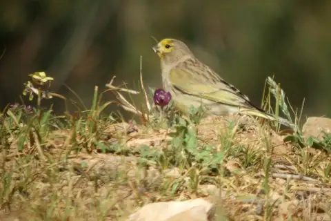 Syrian Serin