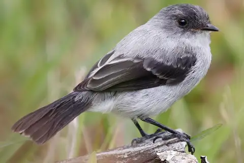 Torrent Tyrannulet