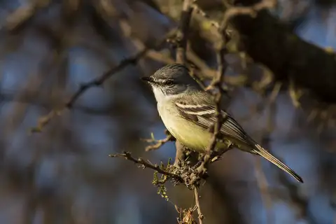 Straneck's Tyrannulet