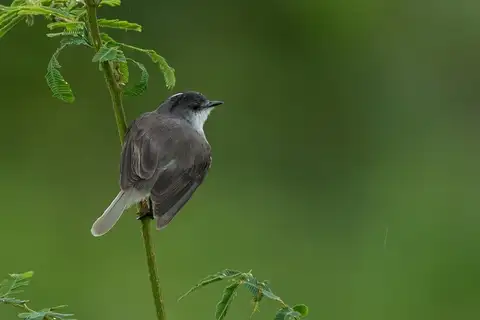River Tyrannulet