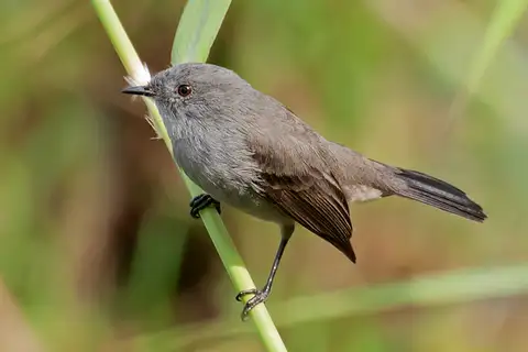 Sooty Tyrannulet