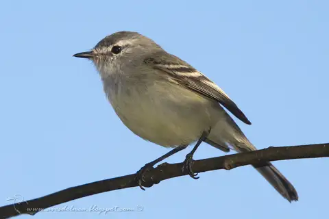 White-crested Tyrannulet