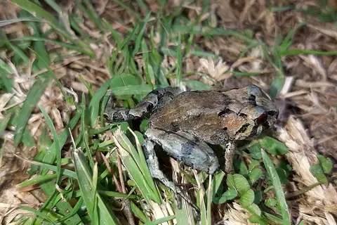 Ground Robber Frog