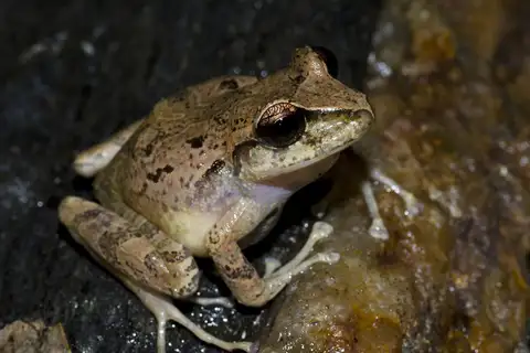 Santa Marta Robber Frog