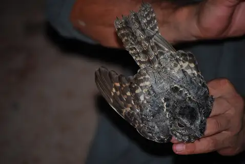 Todd's Nightjar
