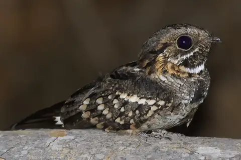 Little Nightjar