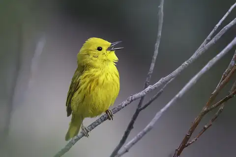 American Yellow Warbler