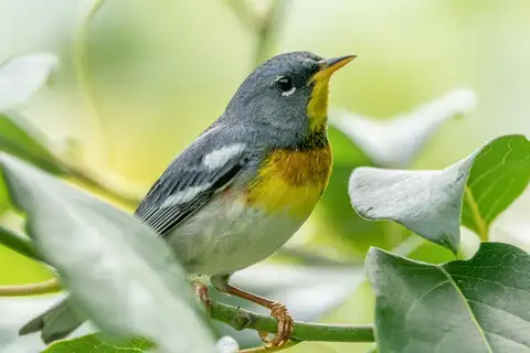 Northern Parula