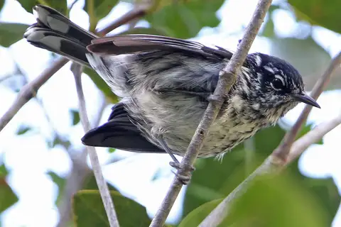 Elfin Woods Warbler