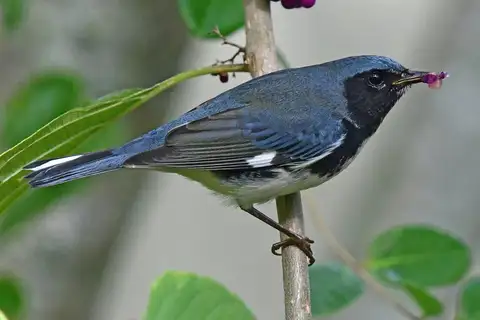 Black-throated Blue Warbler