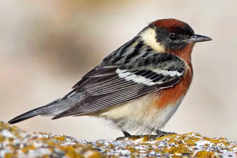 Bay-breasted Warbler