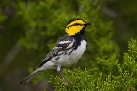 Golden-cheeked Warbler