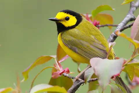 Hooded Warbler