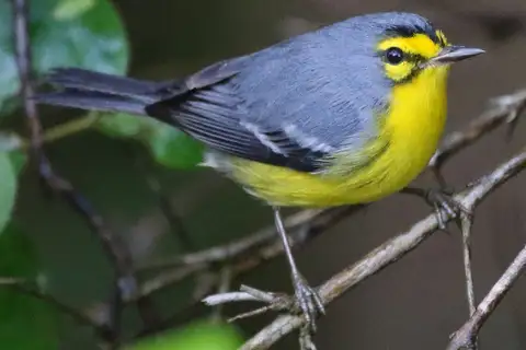 St. Lucia Warbler